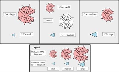 Complete and rapid regeneration of fragments from the upside-down jellyfish Cassiopea